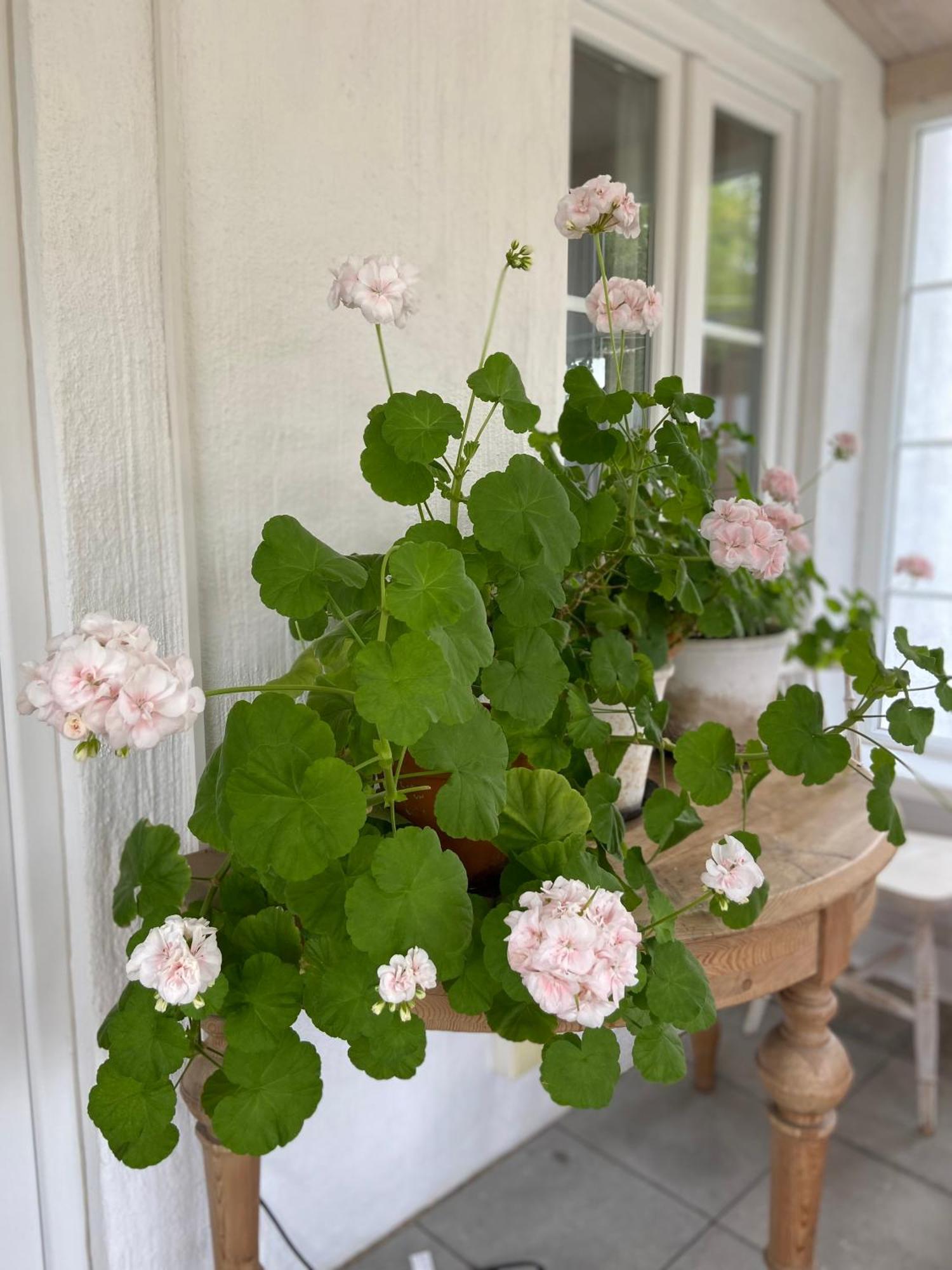 Blomstertantens Hus Треллеборг Экстерьер фото